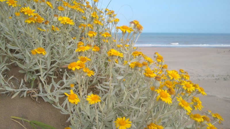 VACACIONES!!! EN VILLA GESELL DEPTO. 3 AMB. AMPLIOS